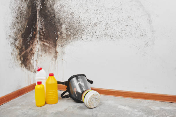 Best Commercial Mold Removal  in Cliffside Park, NJ