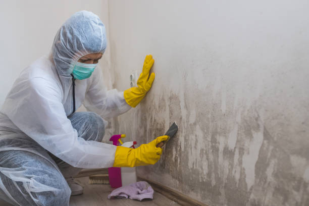 Best Fast Mold Removal  in Cliffside Park, NJ