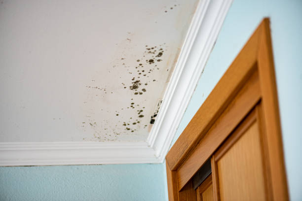 Best Mold Removal Company Near Me  in Cliffside Park, NJ