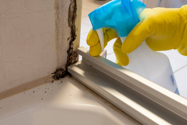 Best Black Mold Removal  in Cliffside Park, NJ