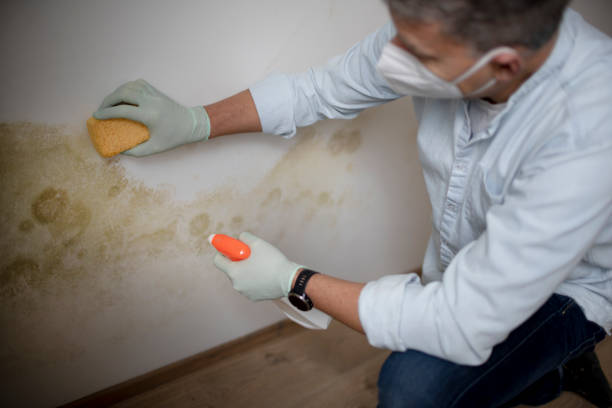Best Same-Day Mold Removal  in Cliffside Park, NJ