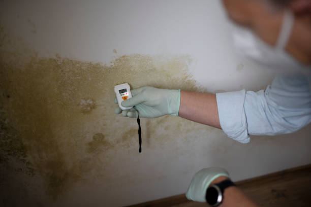 Office Mold Removal Services in Cliffside Park, NJ