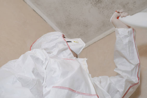 Mold Removal Process in Cliffside Park, NJ