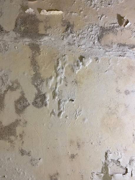 Best Mold Removal Process  in Cliffside Park, NJ