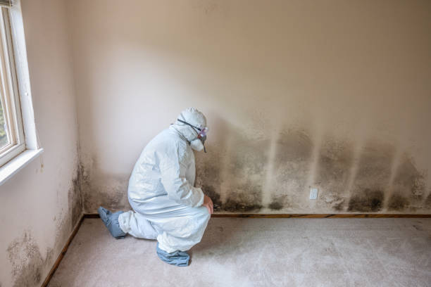 Best Professional Mold Removal  in Cliffside Park, NJ