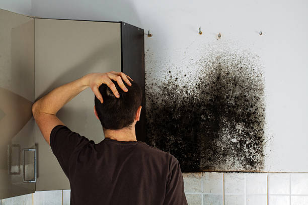 Best Home Mold Removal  in Cliffside Park, NJ