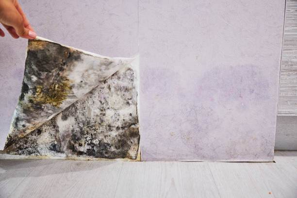 Best Mold Cleaning Services  in Cliffside Park, NJ